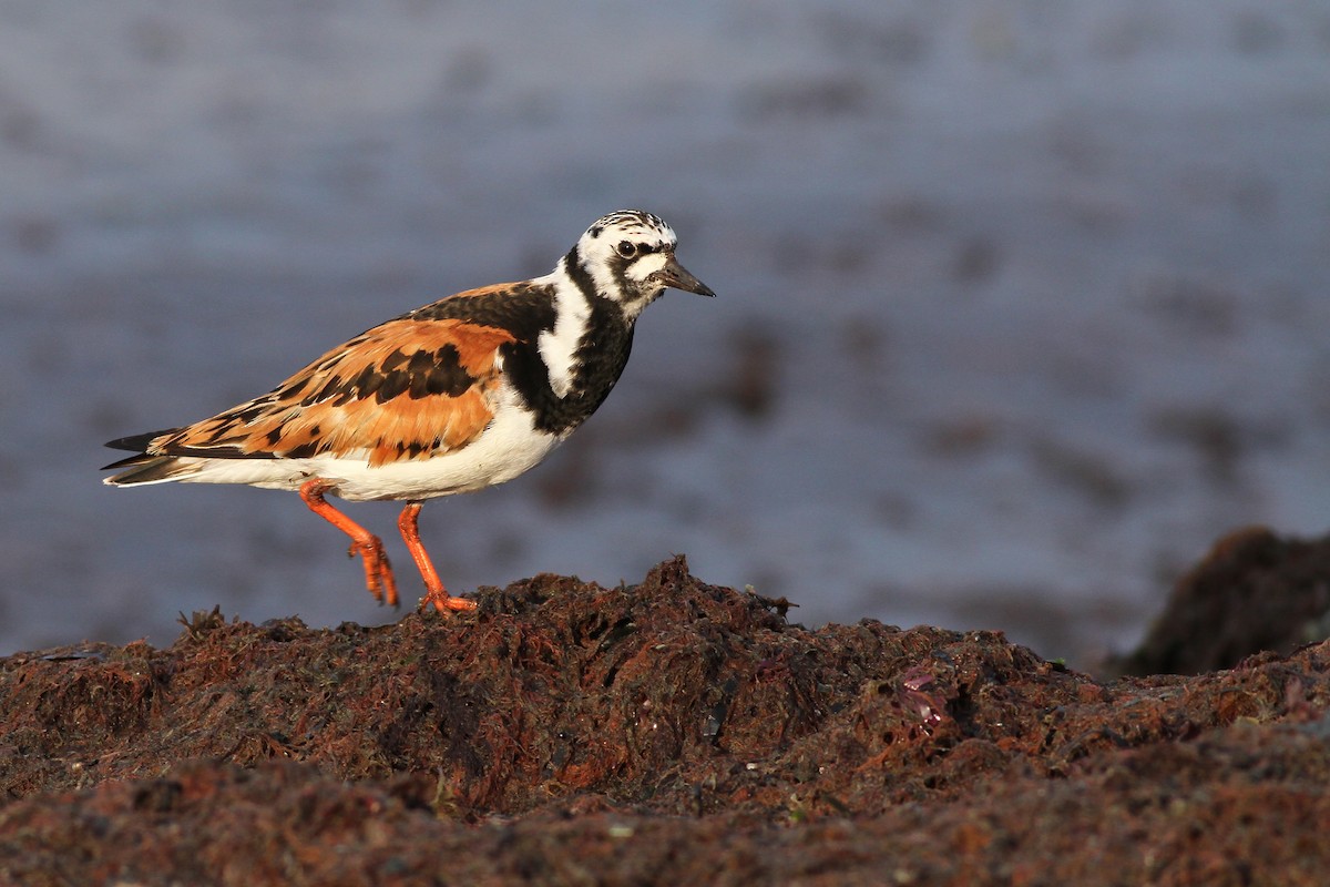 Ruddy Turnstone - ML65254061