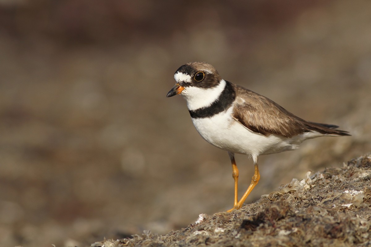 Semipalmated Plover - ML65255081