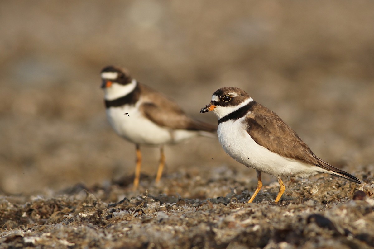 Semipalmated Plover - ML65255371