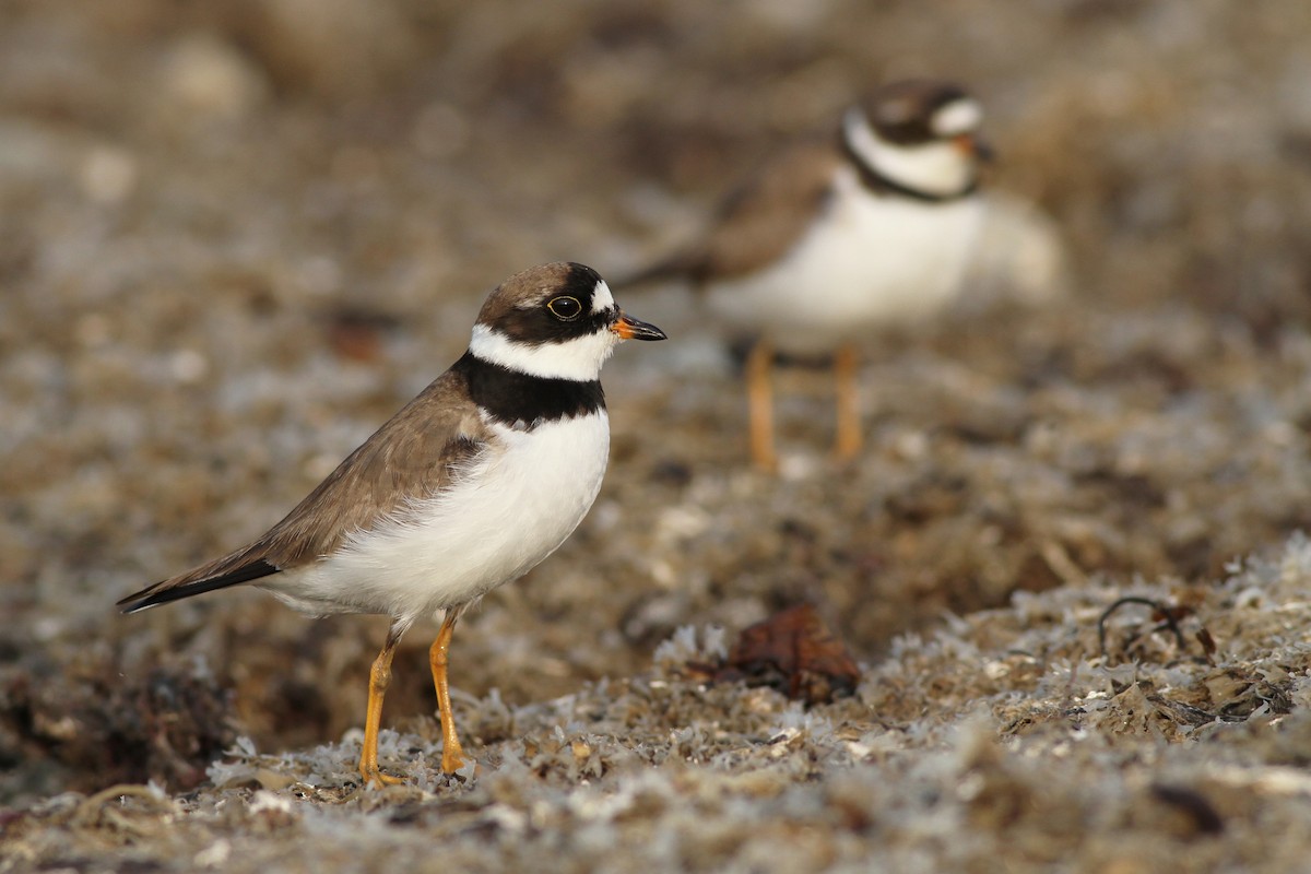Semipalmated Plover - ML65255661