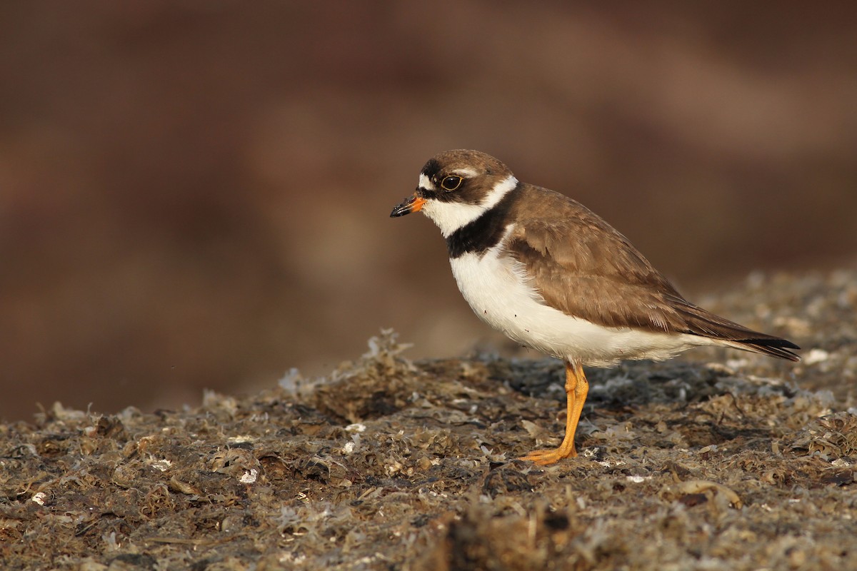 Semipalmated Plover - ML65256101