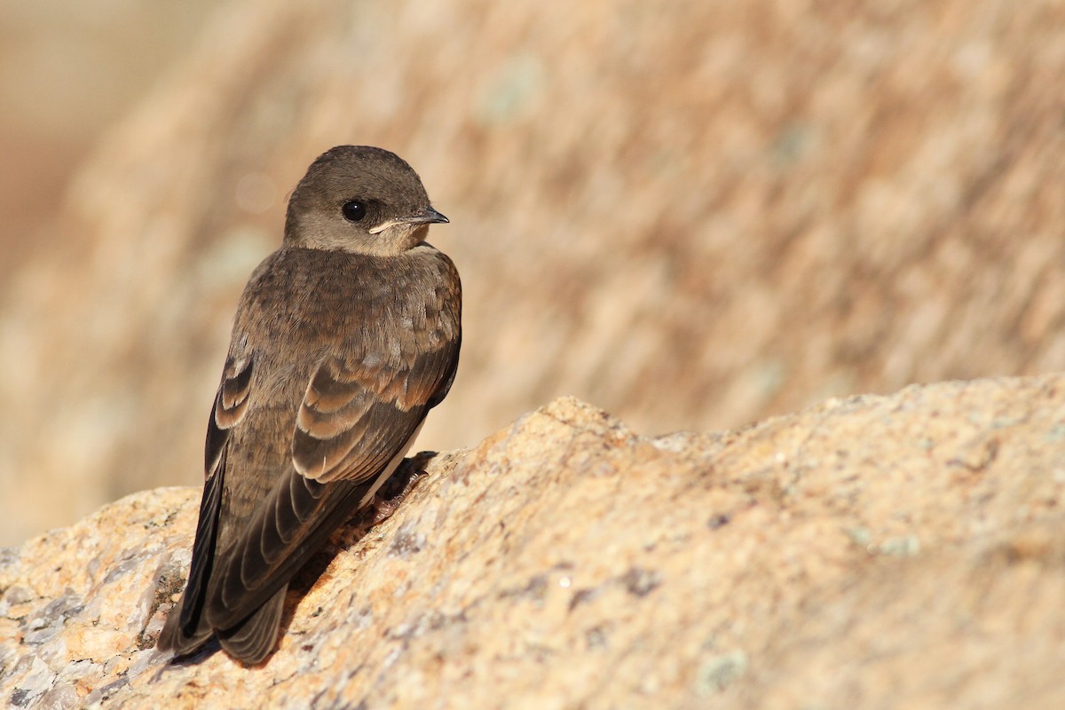 Northern Rough-winged Swallow - Evan Lipton