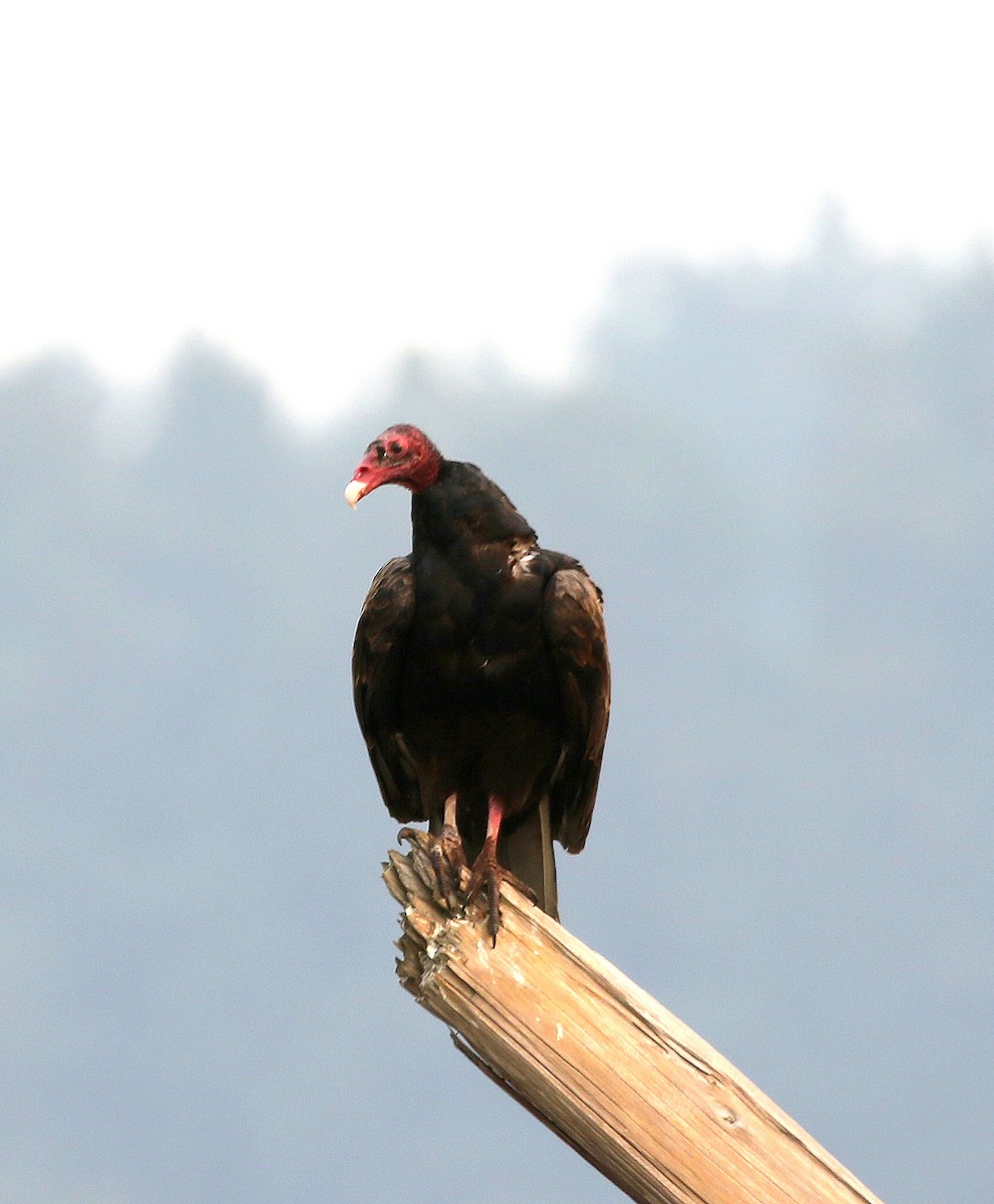 Turkey Vulture - ML65258291