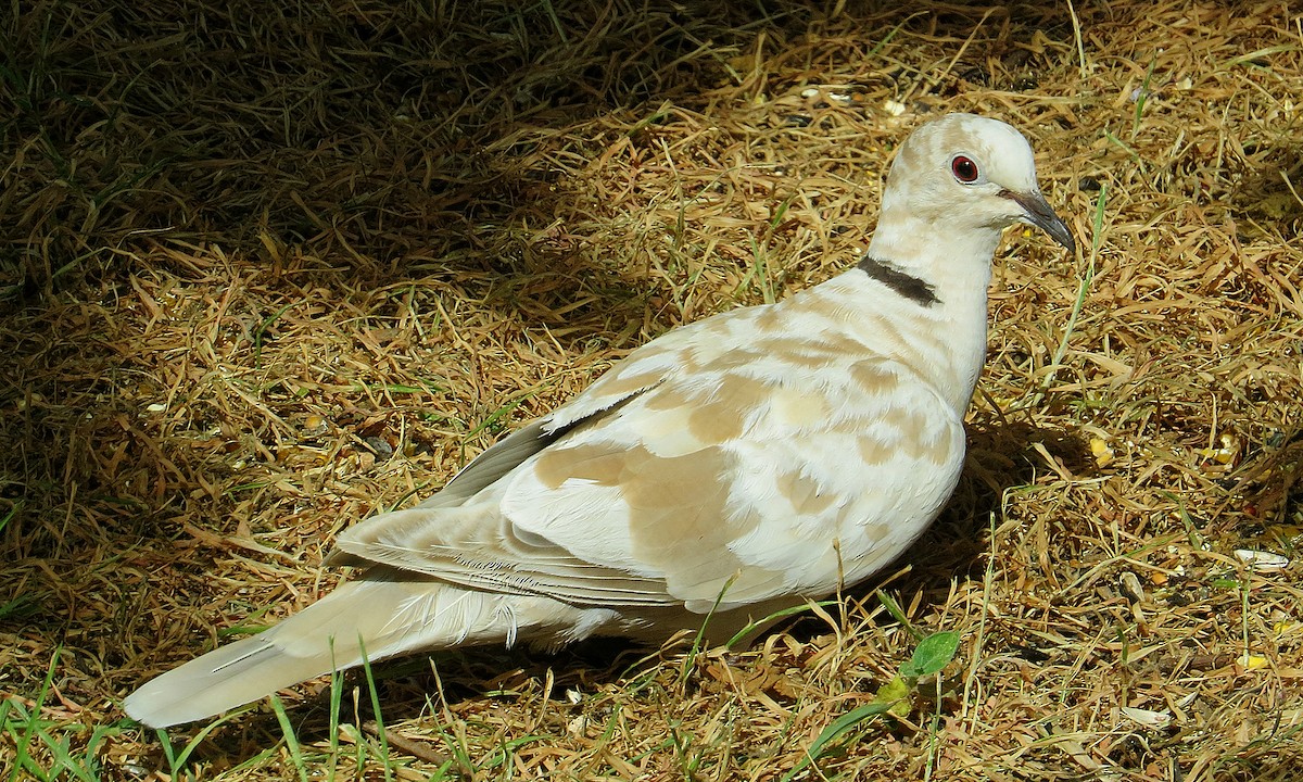 Eurasian Collared-Dove - ML65258451