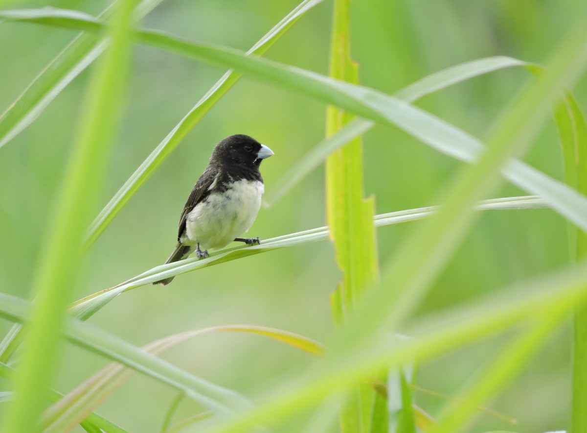 Yellow-bellied Seedeater - ML65261761