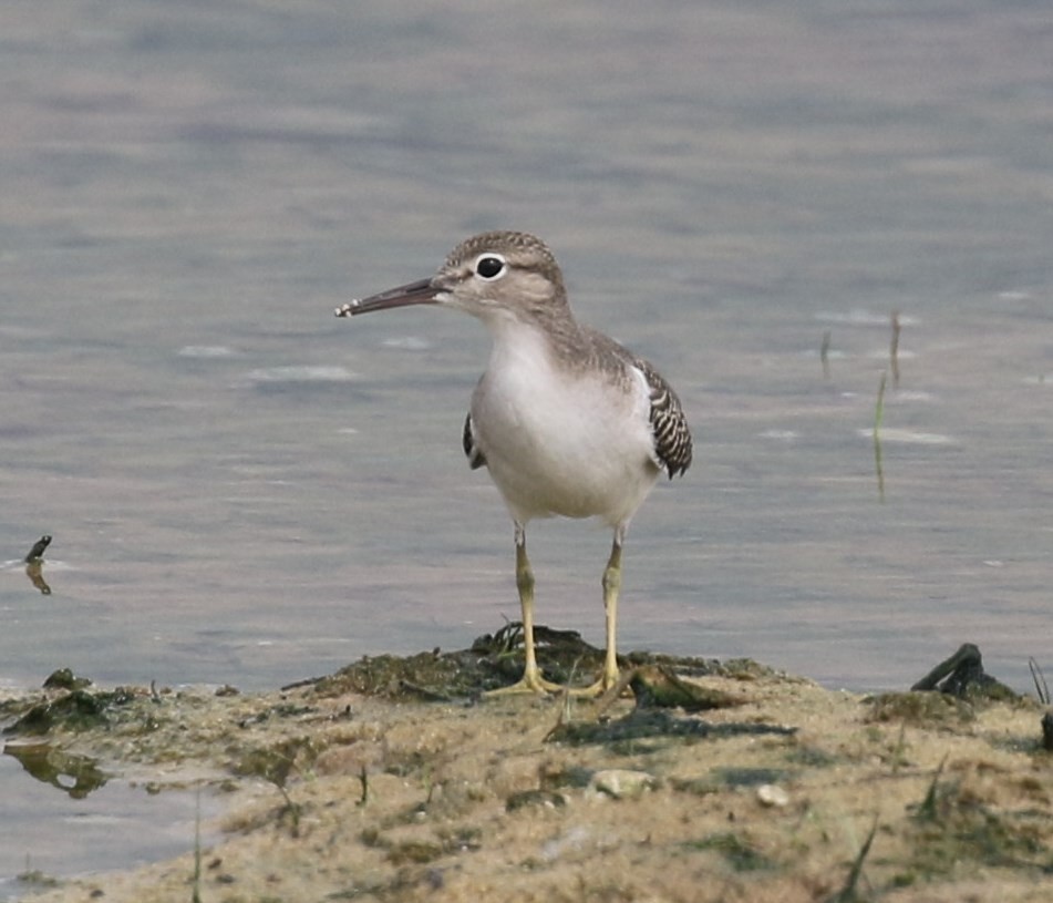 Spotted Sandpiper - Bruce  Purdy