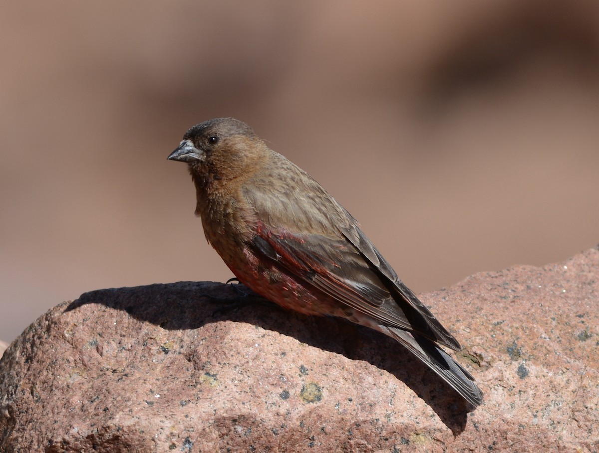Brown-capped Rosy-Finch - ML65265261