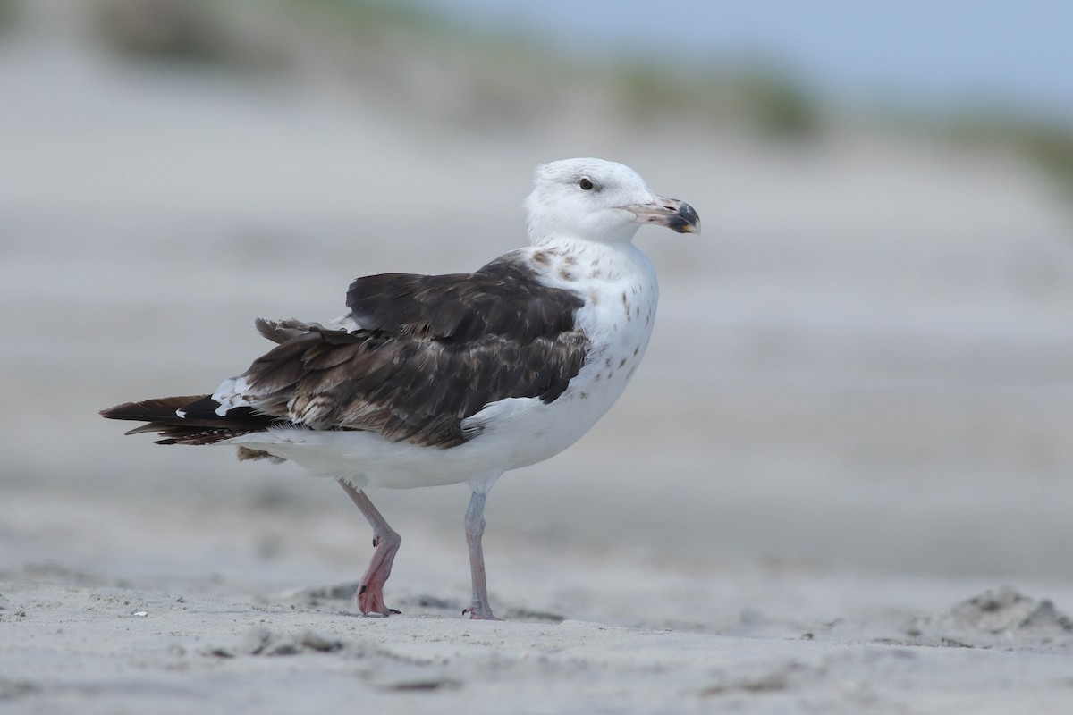 Great Black-backed Gull - Tommy Quarles