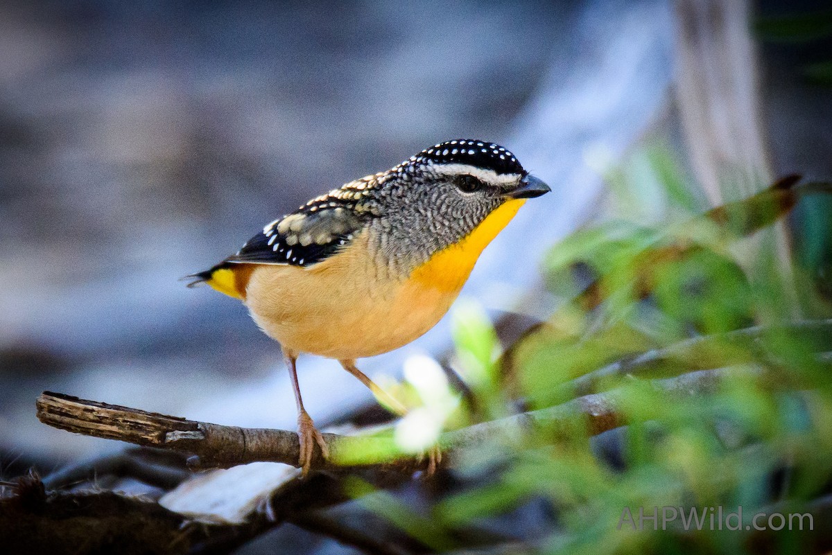 Spotted Pardalote - ML65266991