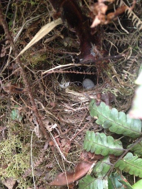 Nest with eggs; August, Nariño, Colombia. - Slate-throated Redstart - 