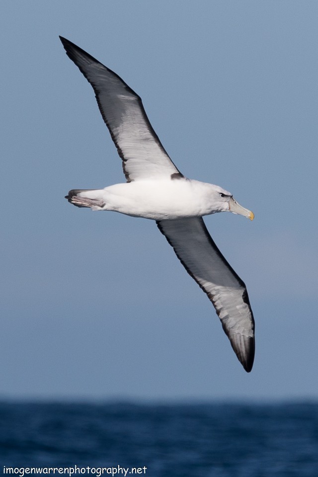 White-capped Albatross - ML65268361