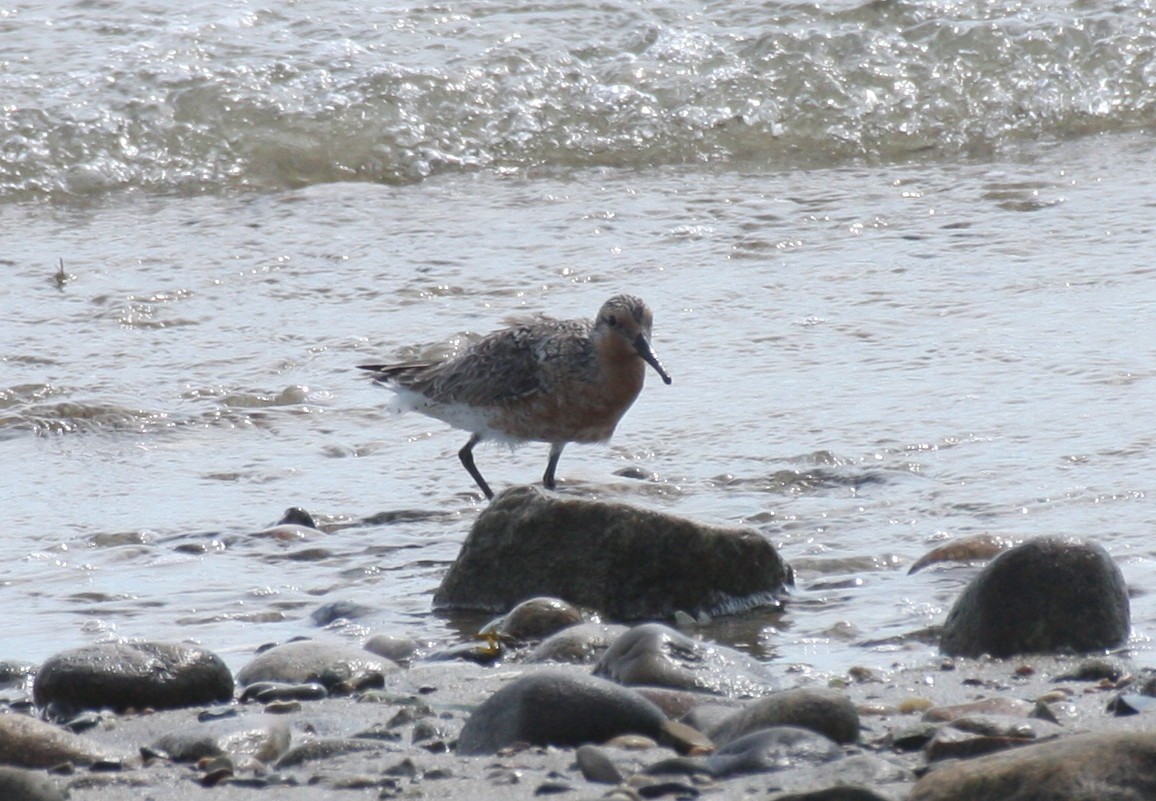 Red Knot - Frederick Bowes