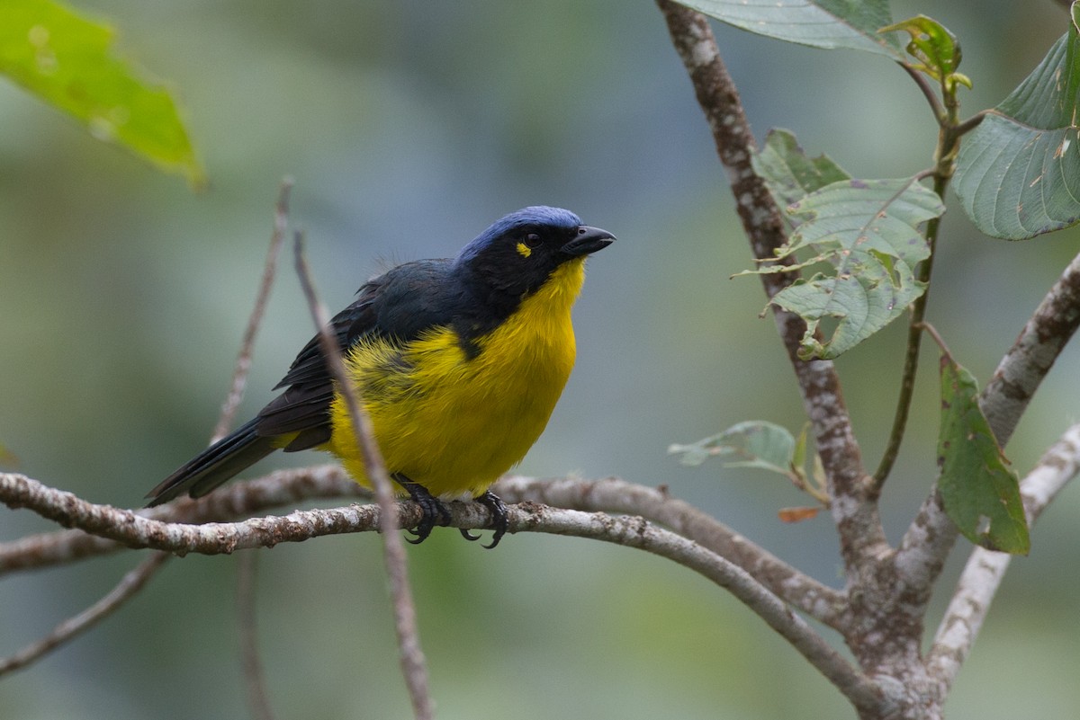 Black-cheeked Mountain Tanager - ML65269181