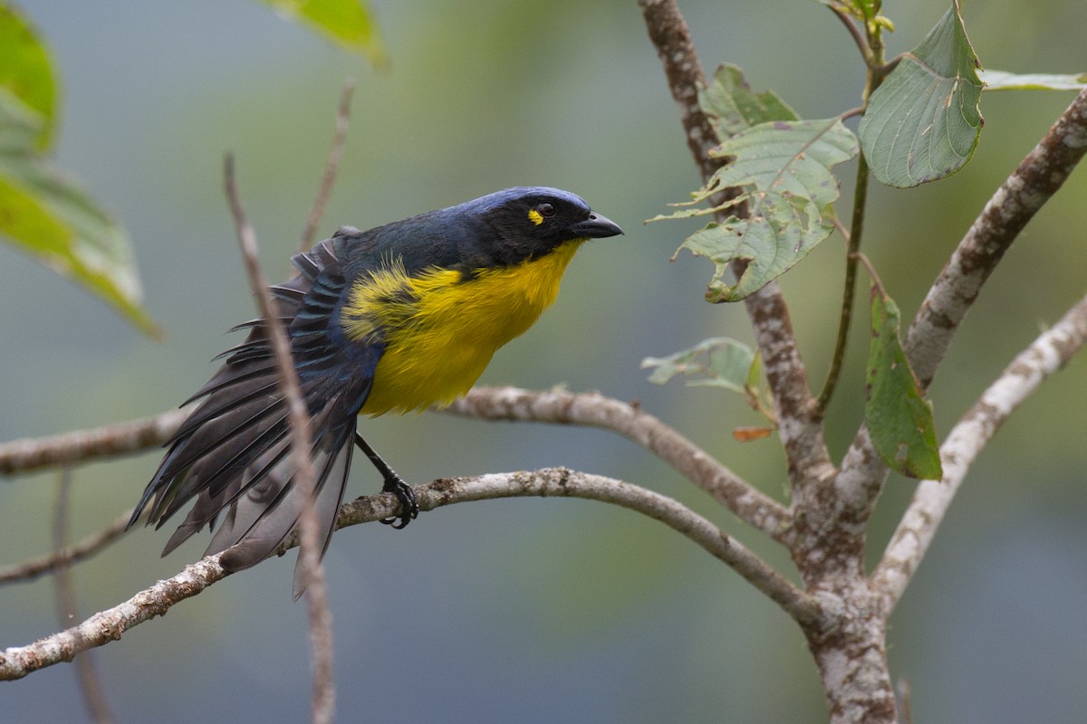 Black-cheeked Mountain Tanager - ML65269191