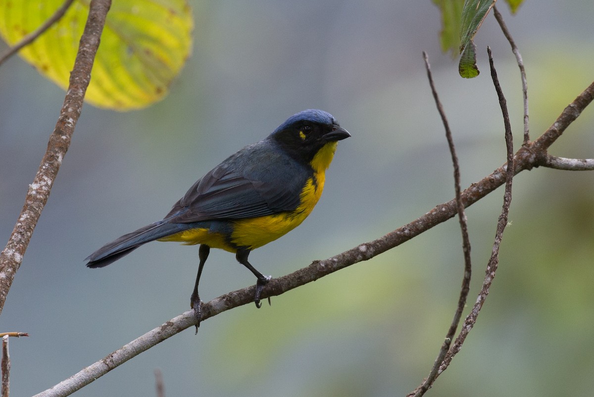Black-cheeked Mountain Tanager - ML65269201