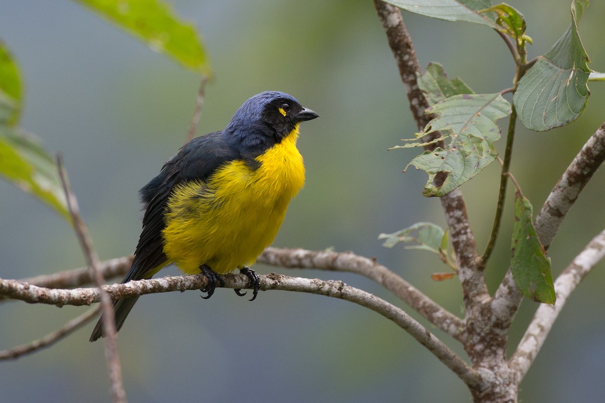 Black-cheeked Mountain Tanager - ML65269211