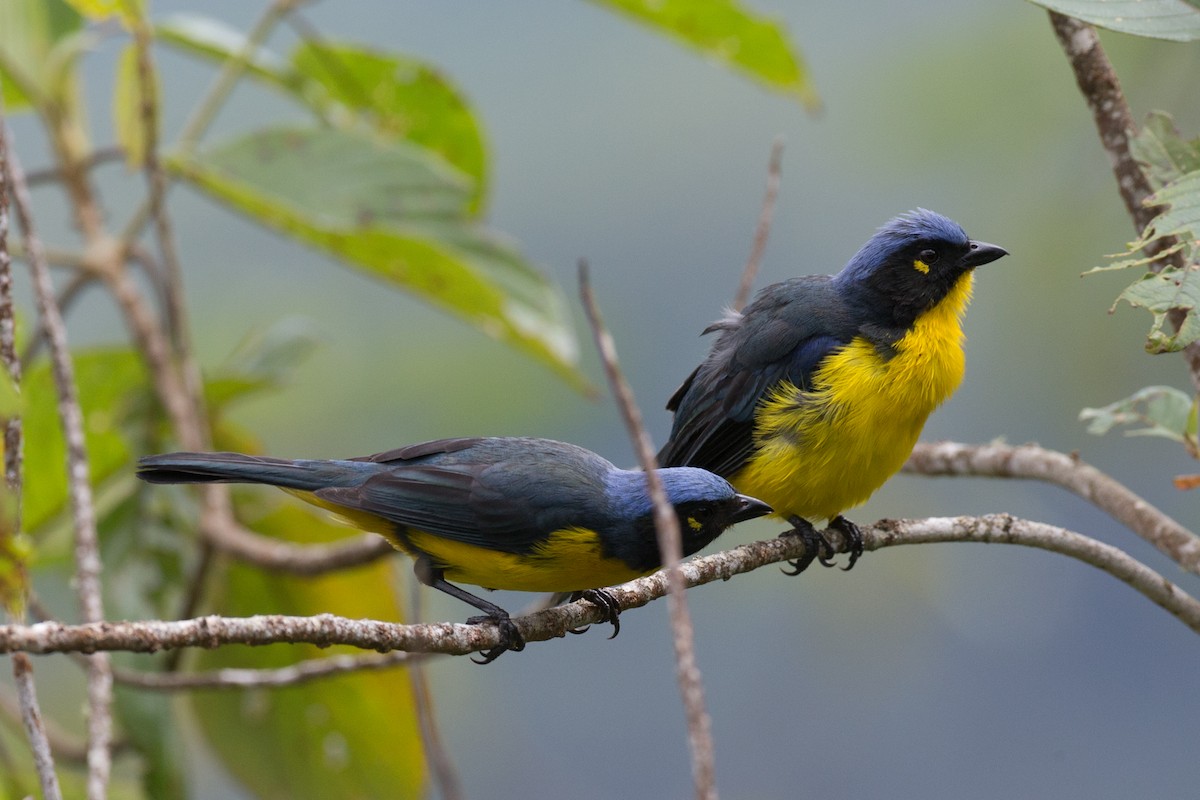 Black-cheeked Mountain Tanager - ML65269221
