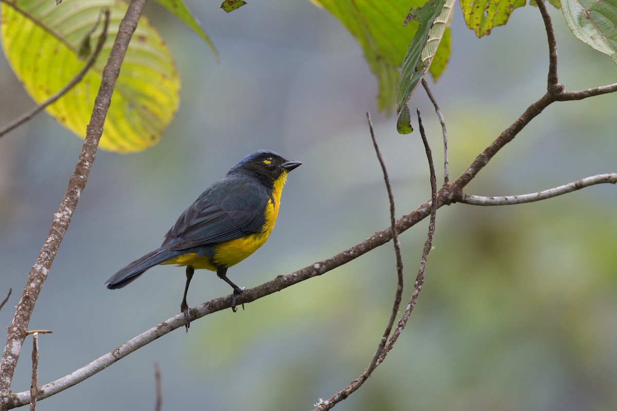 Black-cheeked Mountain Tanager - ML65269231