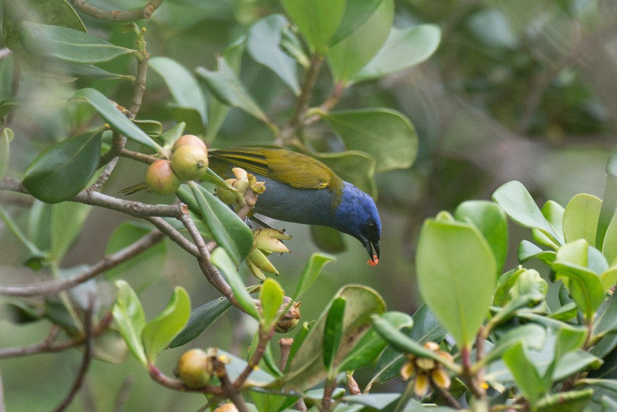 Blue-capped Tanager - ML65269241