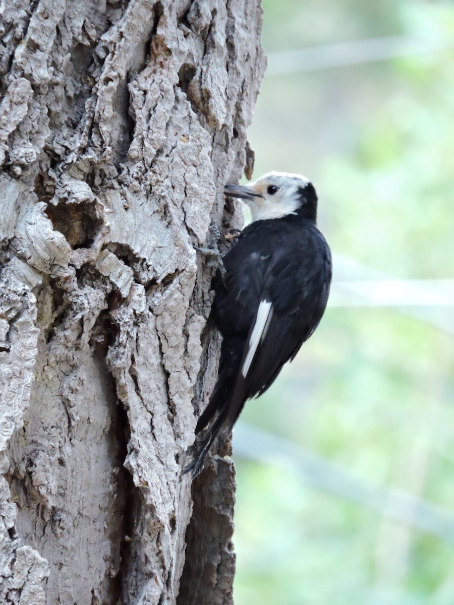 White-headed Woodpecker - Gail DeLalla