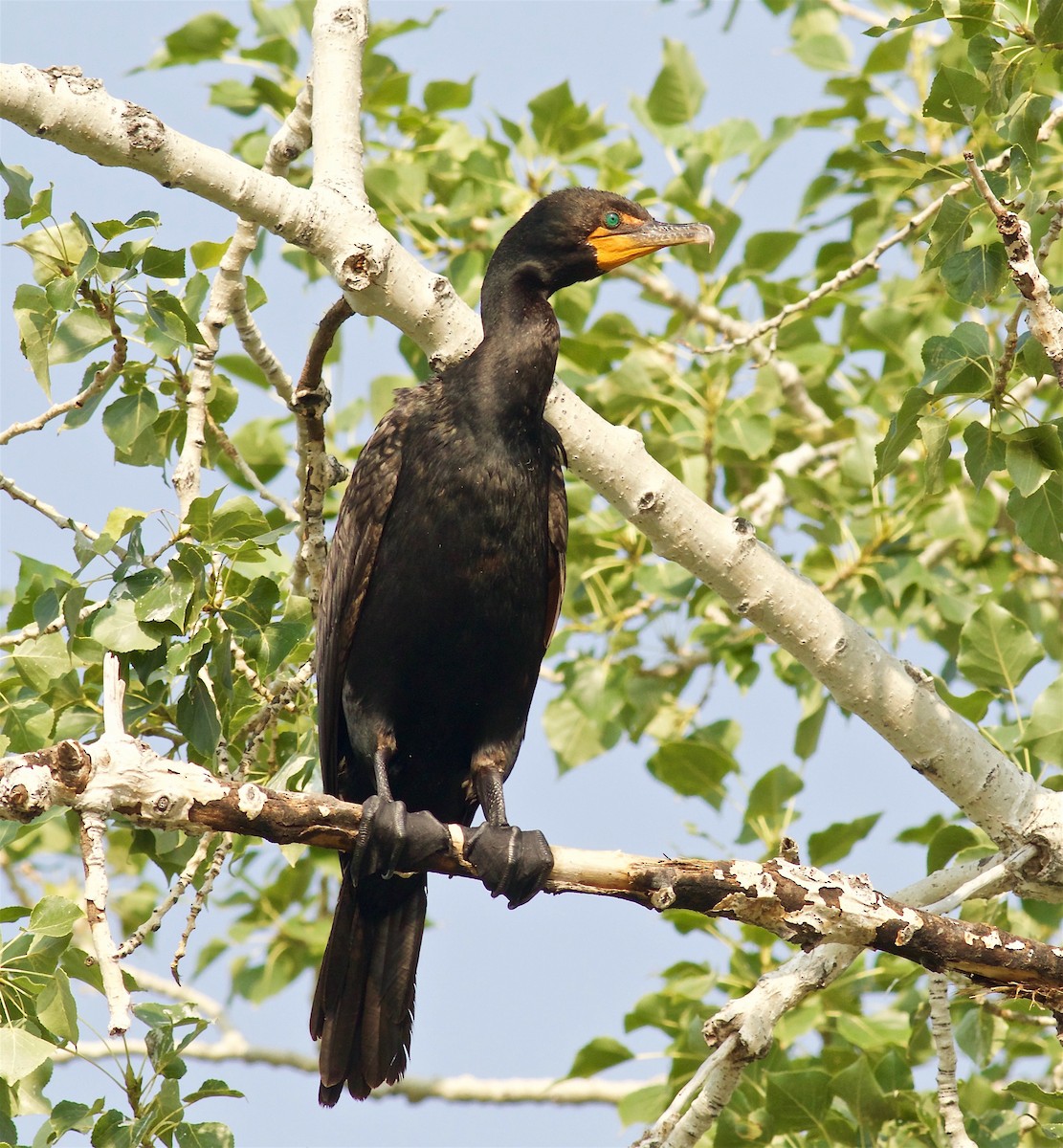 Double-crested Cormorant - Kathryn Keith