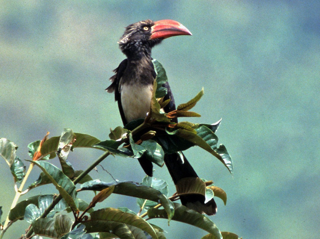 Crowned Hornbill - Don Roberson