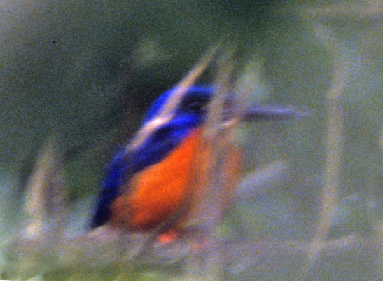 Shining-blue Kingfisher - Don Roberson