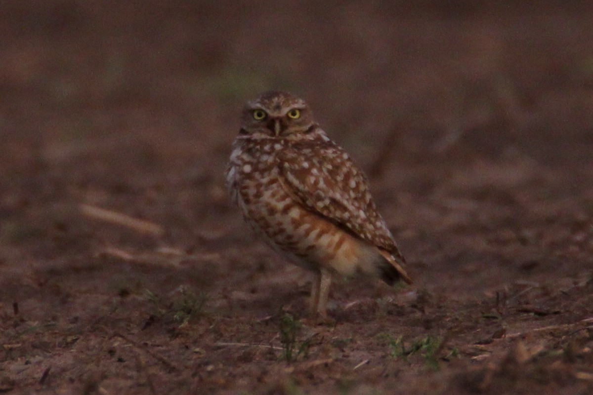 Burrowing Owl - Timothy P. Jones