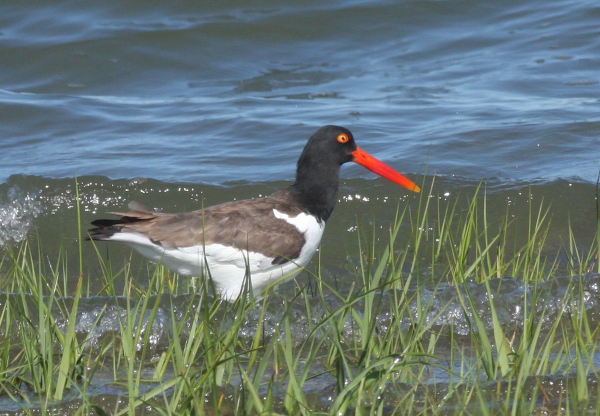 American Oystercatcher - Frederick Bowes