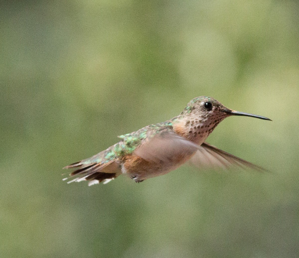 Calliope Hummingbird - Andy Boyce