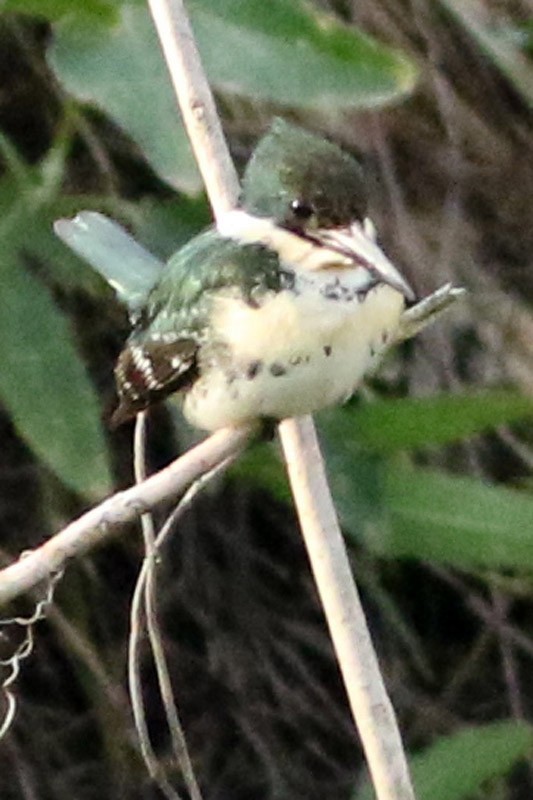 Green Kingfisher - J. Simón Tagtachian