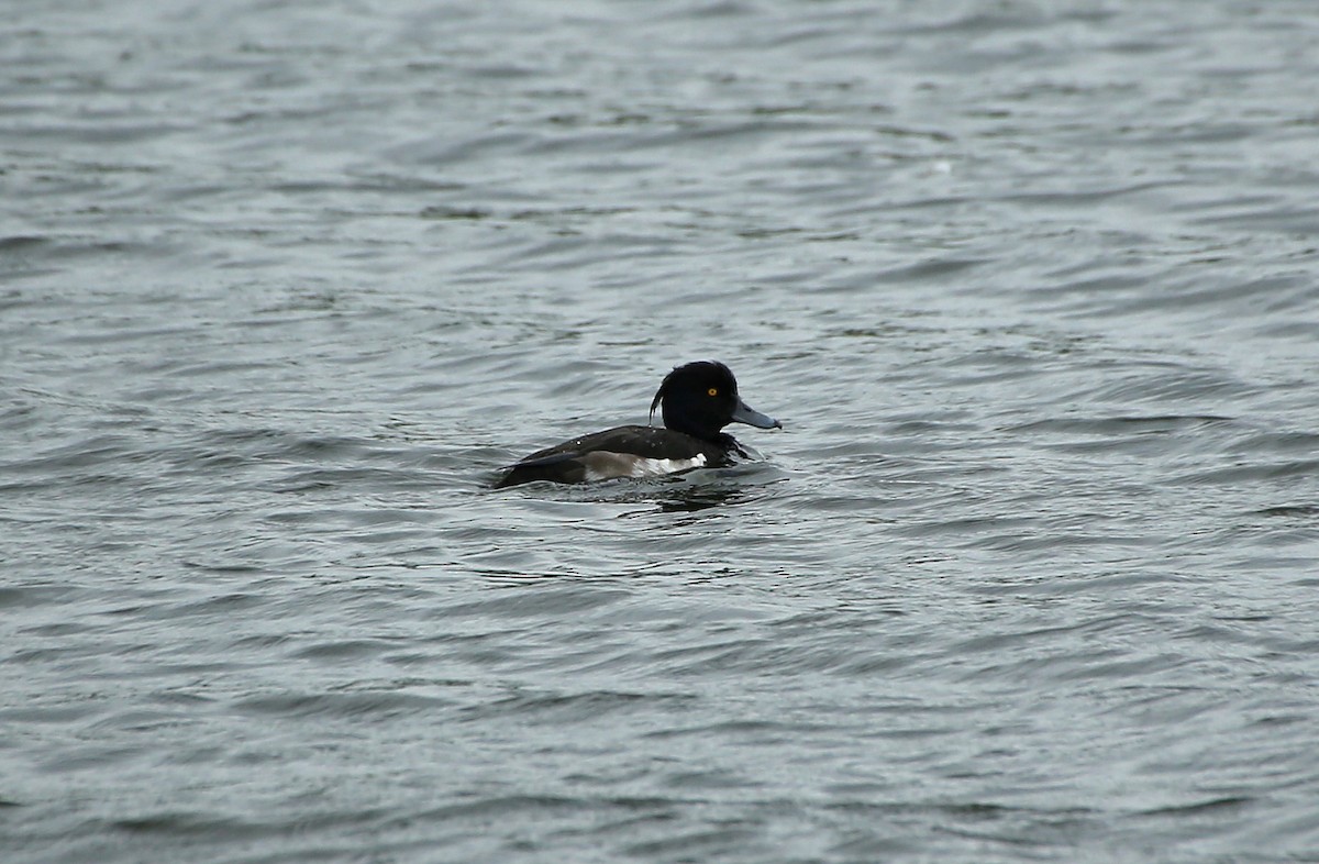 Tufted Duck - ML65281221