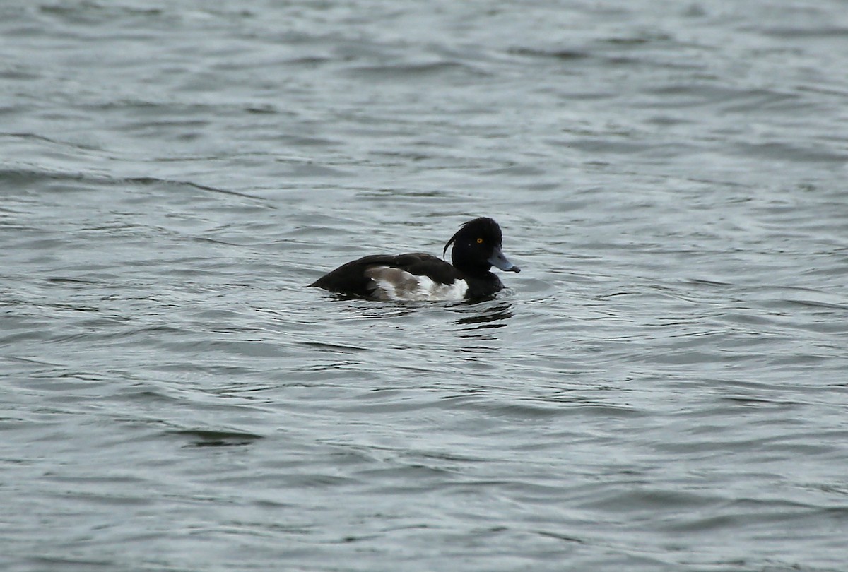 Tufted Duck - ML65281241