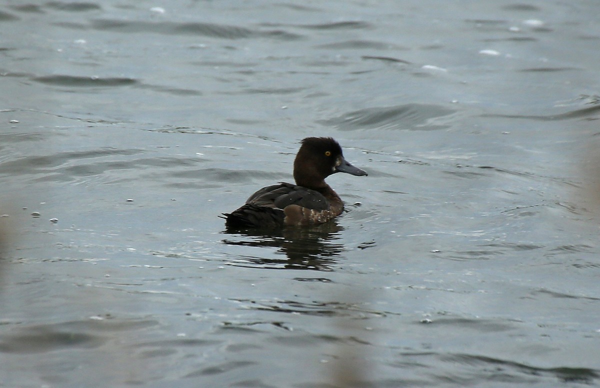 Tufted Duck - ML65281261