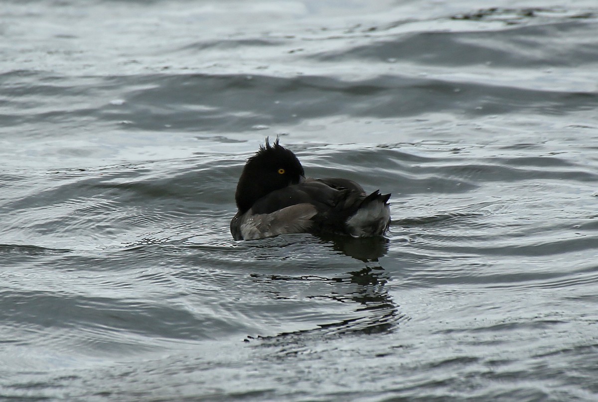 Tufted Duck - ML65281271
