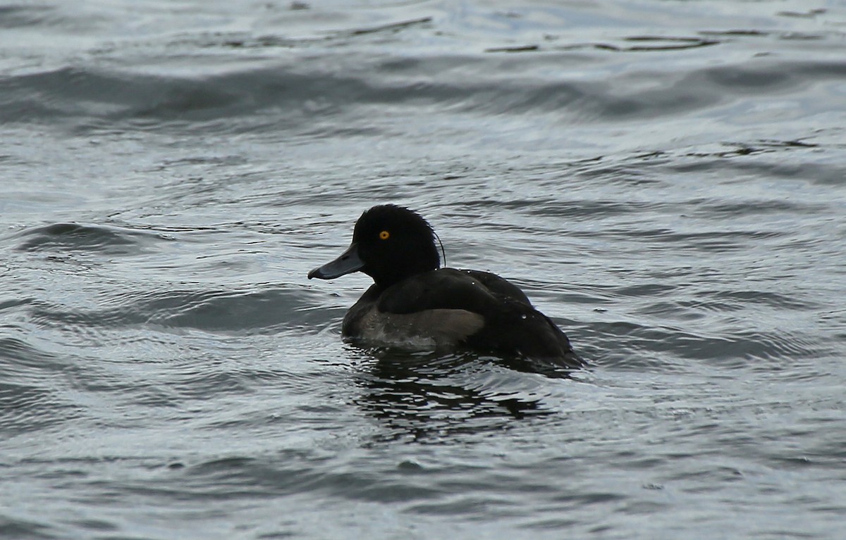 Tufted Duck - ML65281291
