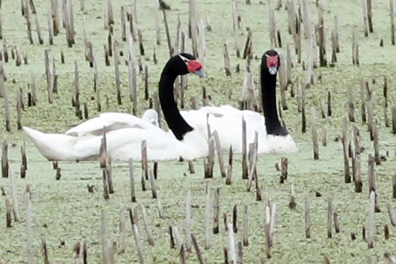 Black-necked Swan - ML65281581
