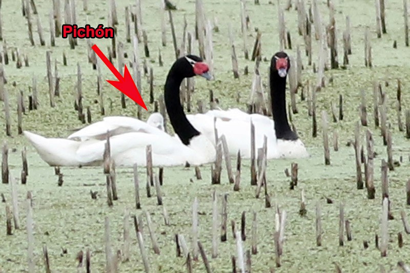 Black-necked Swan - ML65281591