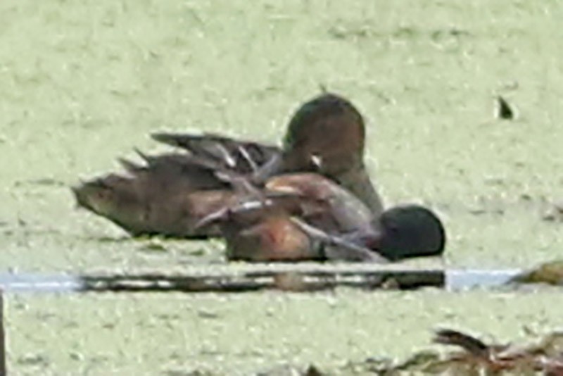 Black-headed Duck - ML65281721