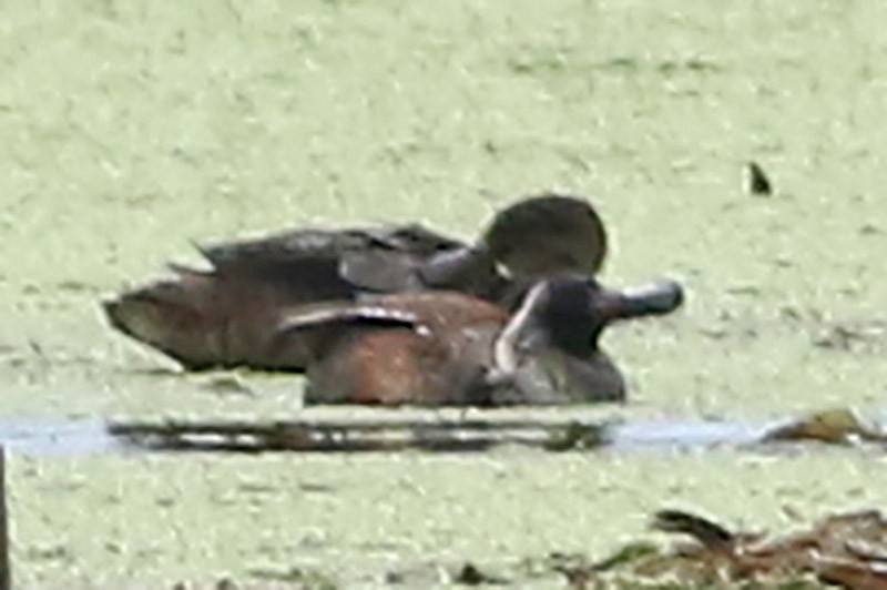 Black-headed Duck - J. Simón Tagtachian