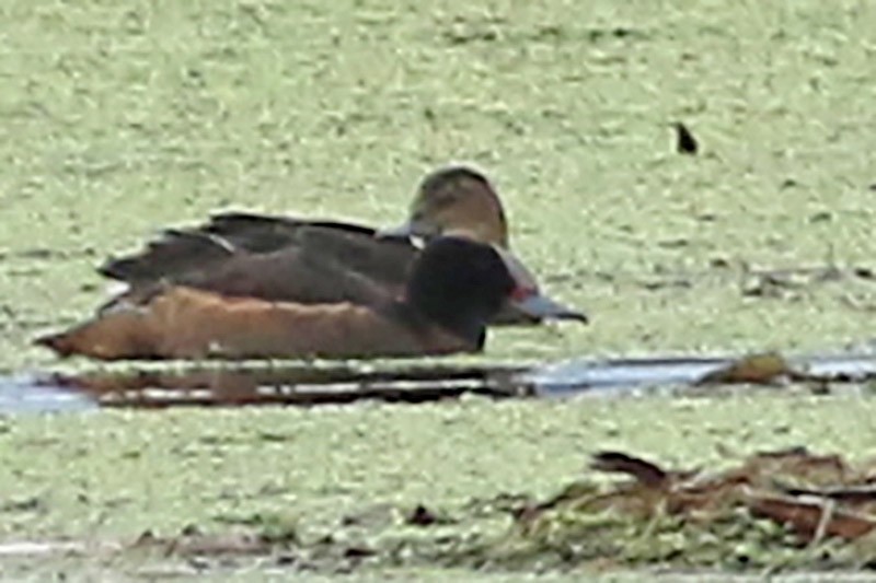Black-headed Duck - ML65281741