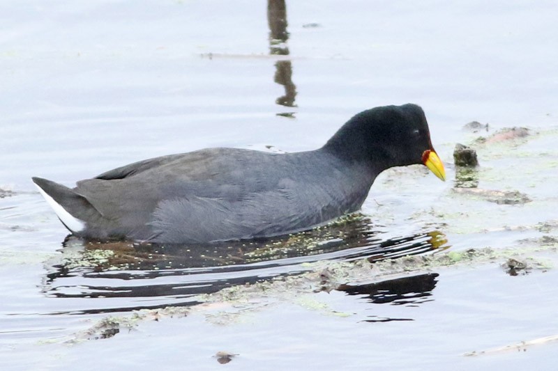 Red-fronted Coot - ML65282091