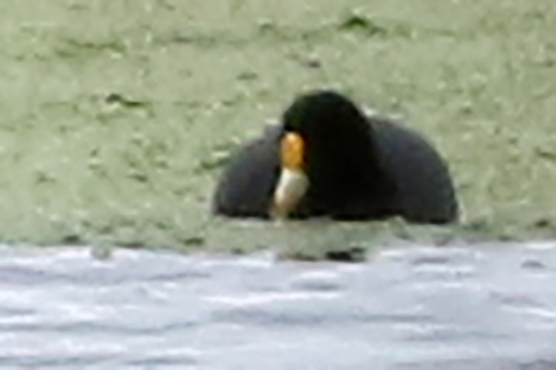 White-winged Coot - ML65282141
