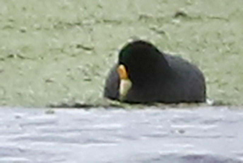 White-winged Coot - ML65282151