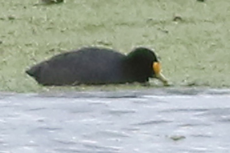 White-winged Coot - ML65282161