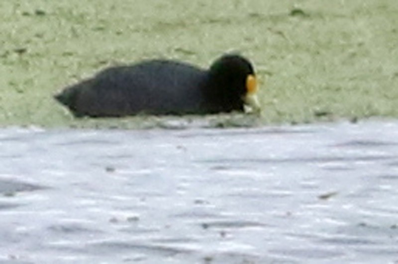 White-winged Coot - ML65282171