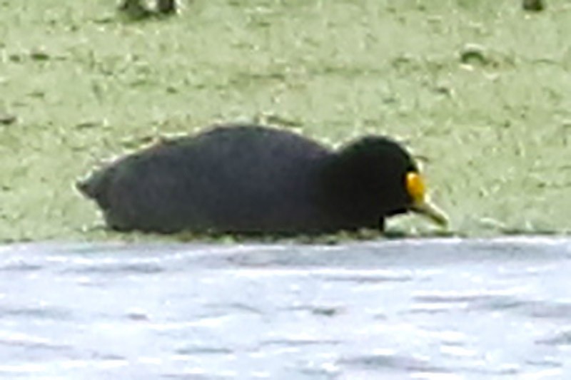 White-winged Coot - ML65282201