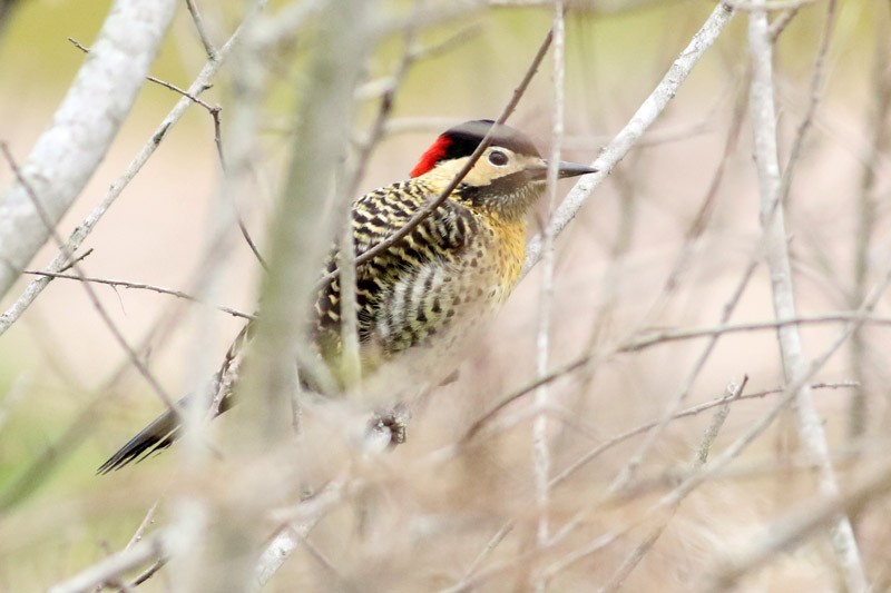 Green-barred Woodpecker - ML65282371