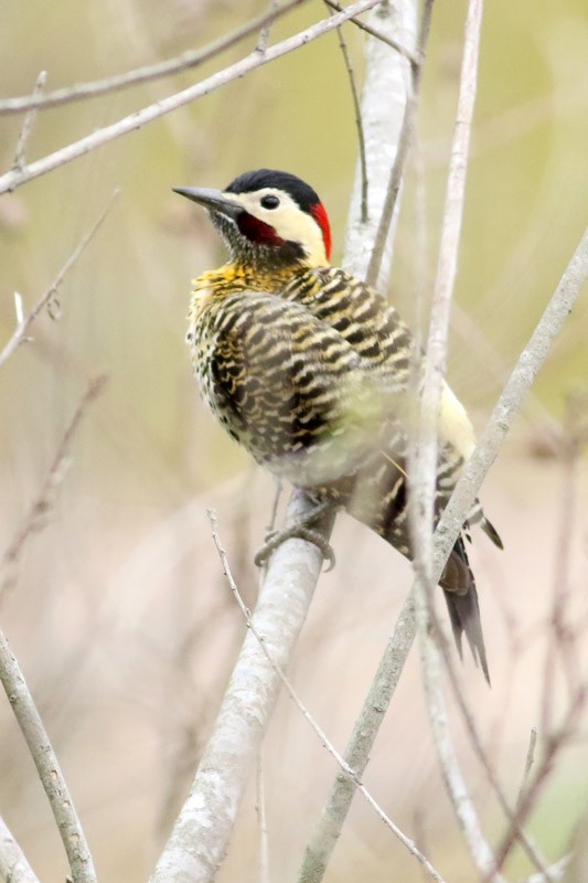 Green-barred Woodpecker - ML65282381