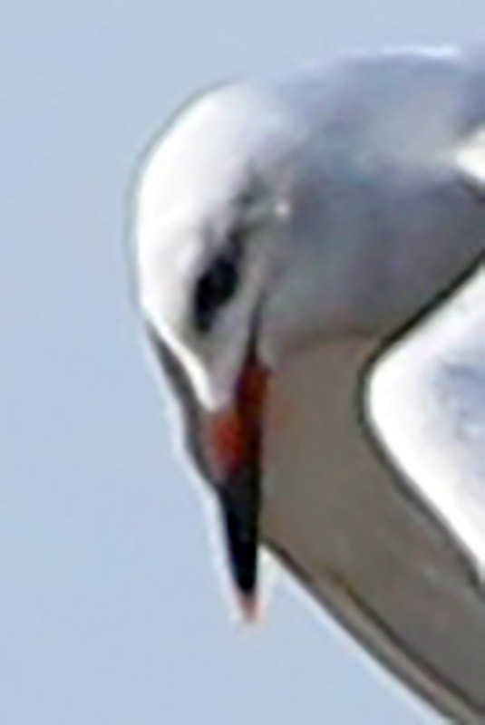 Snowy-crowned Tern - ML65282811
